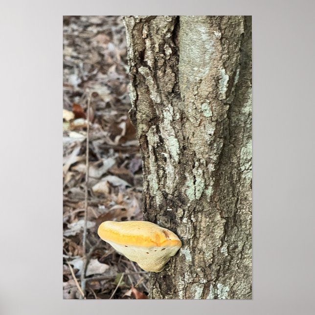 Tree Mushroom Poster (Vorne)