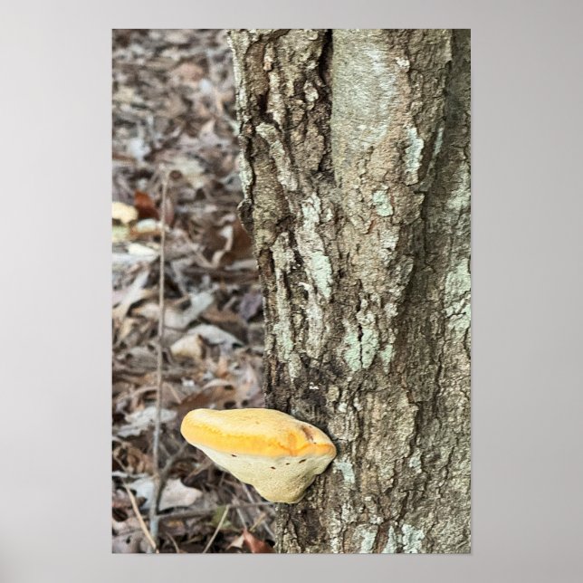 Tree Mushroom Poster (Vorne)