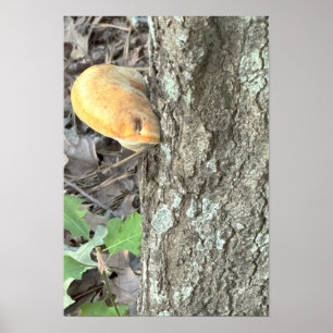 Tree Mushroom Poster