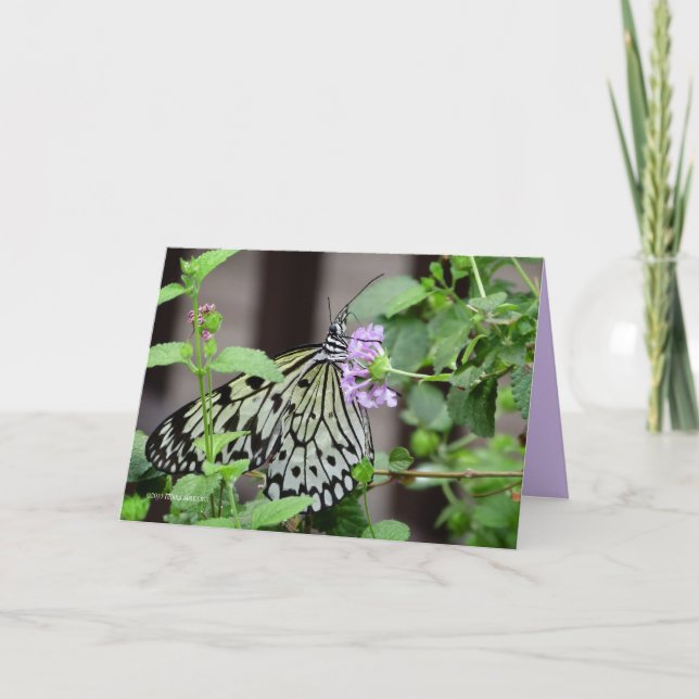 Tree Nymph Karte (Vorderseite)