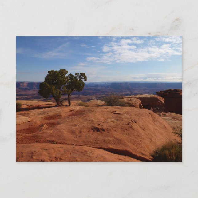 Tree Out of Red Rocks I in Canyonlands Postkarte (Vorderseite)