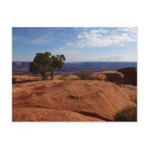 Tree Out of Red Rocks I in Canyonlands