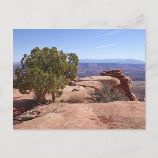 Tree Out of Red Rocks II in Canyonlands Postkarte (Vorderseite)