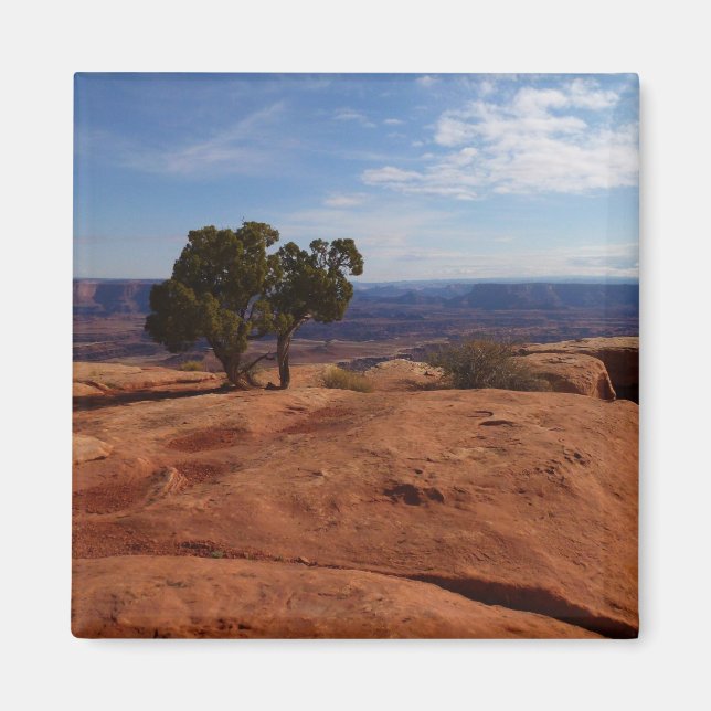 Tree Out of Red Rocks im Canyonlands National Park Magnet (Vorne)