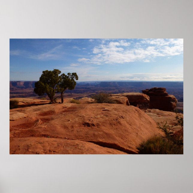 Tree Out of Red Rocks im Canyonlands National Park Poster (Vorne)