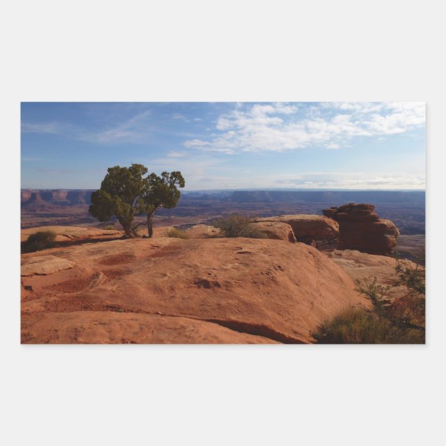 Tree Out of Red Rocks im Canyonlands National Park Rechteckiger Aufkleber (Vorderseite)