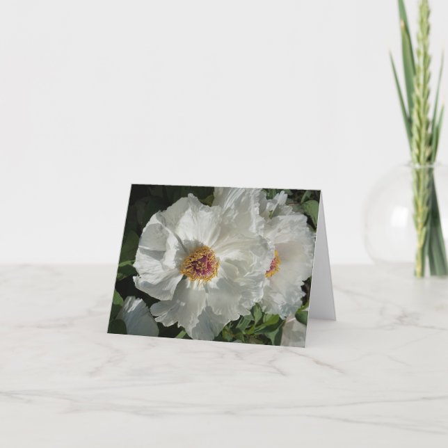Tree Peonies (Vorderseite)