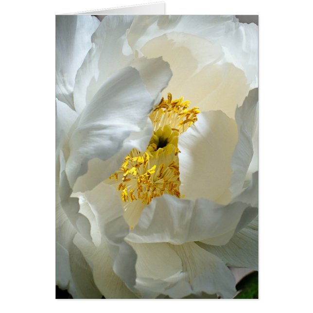 Tree Peony Card (Vorne)