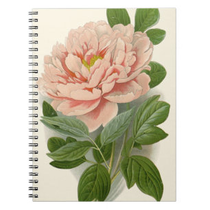 Tree Peony - Elegantes Vintages botanisches Design Notizblock