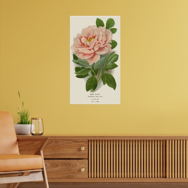 Tree Peony - Elegantes Vintages botanisches Design Poster (Wohnzimmer 2)