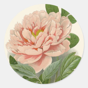 Tree Peony - Elegantes Vintages botanisches Design Runder Aufkleber