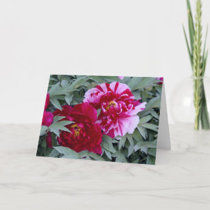 Tree Peony "Shimi Nishiki" Karte