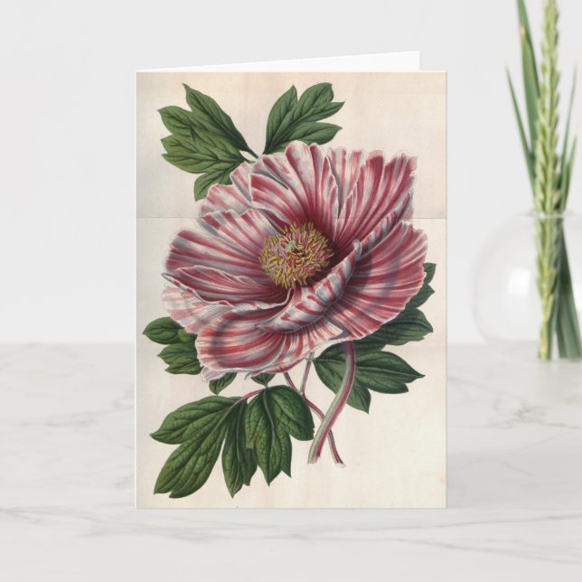 Tree Peony Vintag Note Card Karte (Vorderseite)