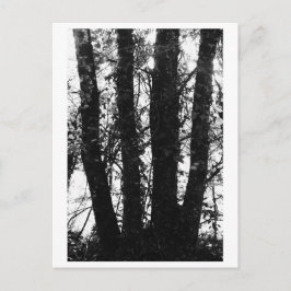 Tree Photography - Arden Postkarte