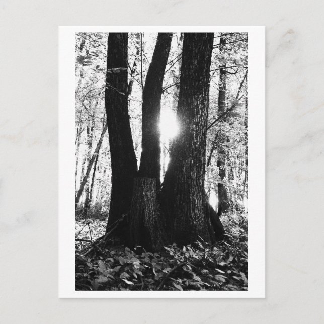 Tree photography - Oriana Postkarte (Vorderseite)