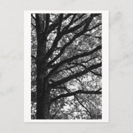 Tree Photography -Xylia Postkarte
