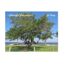 Tree Pier Chairs Ocean Florida Postcard