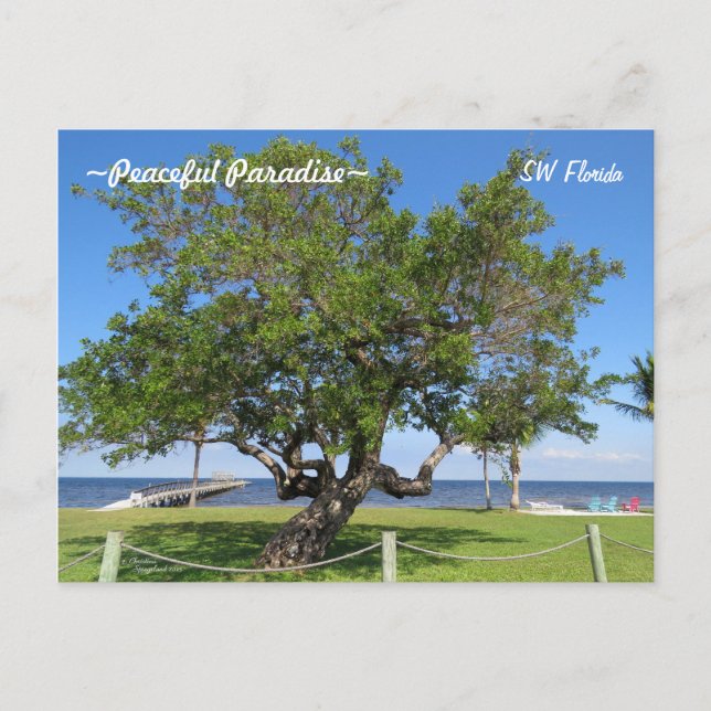 Tree Pier Chairs Ocean Florida Postcard Postkarte (Vorderseite)