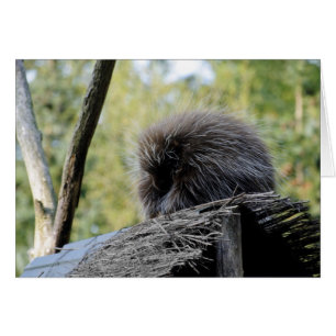Tree Porcupine