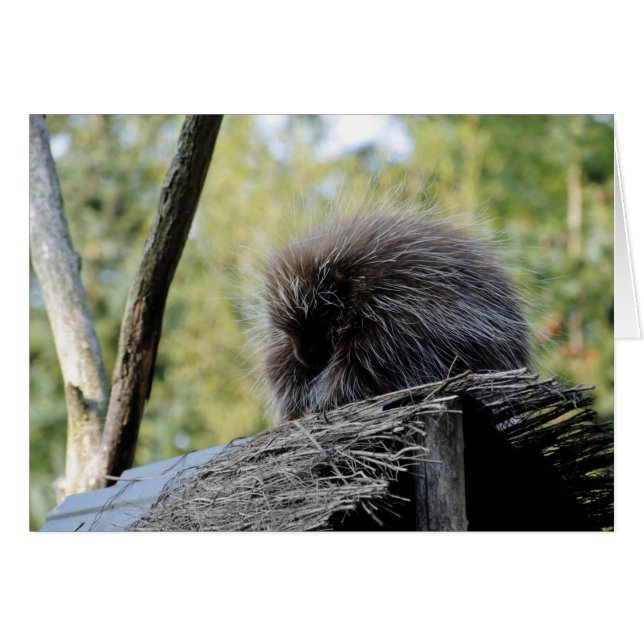 Tree Porcupine (Vorderseite (Horizontal))