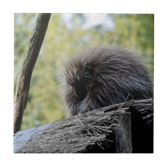 Tree Porcupine Fliese (Vorderseite)