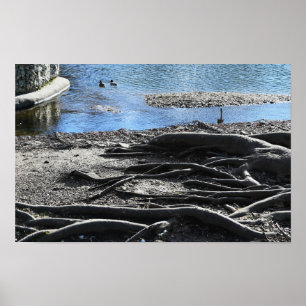 Tree Roots Foto Poster