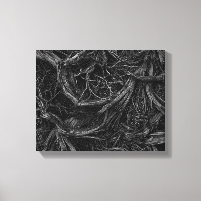 Tree Roots Leinwanddruck (Vorderseite)