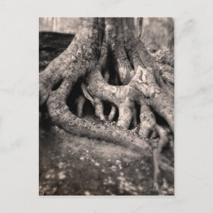 Tree Roots Postcard Postkarte