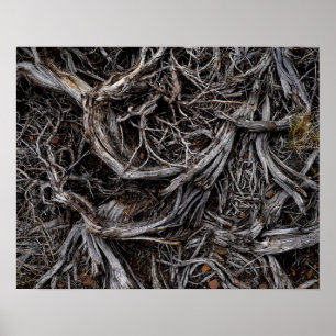 Tree Roots Poster