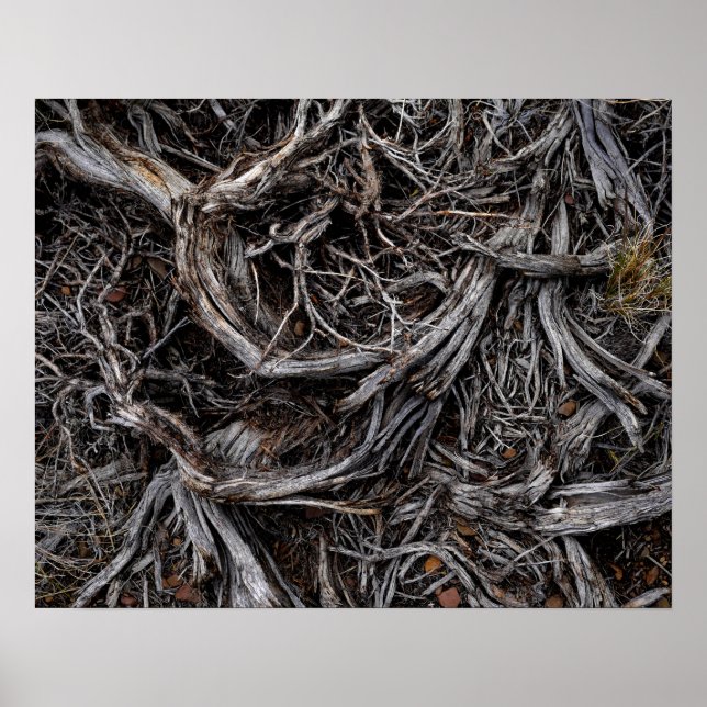 Tree Roots Poster (Vorne)