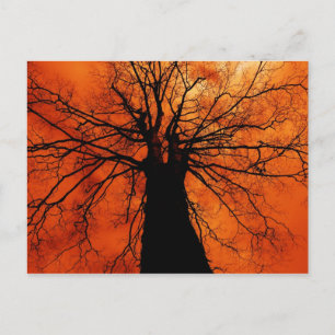 Tree-Silhouette gegen einen Orange Sky Postkarte