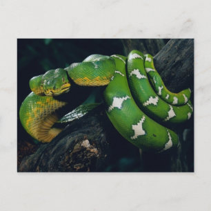 Tree Snake Postkarte