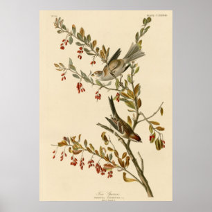 Tree Sparrow Poster