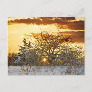 Tree Sunset Winter Vermont Postkarte