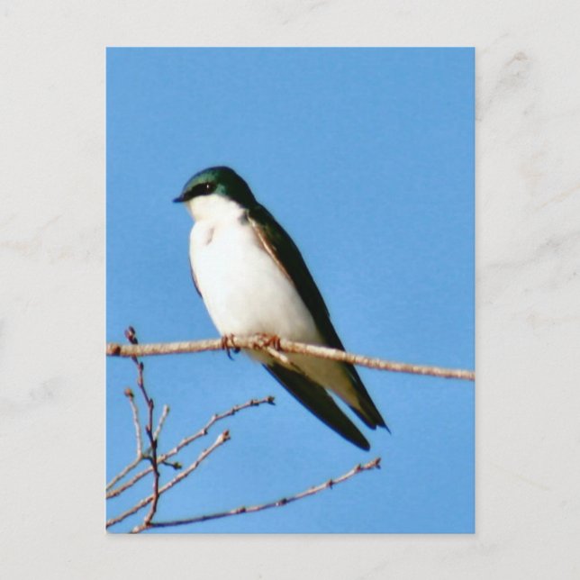 Tree Swallow Bird Foto Postkarte (Vorderseite)