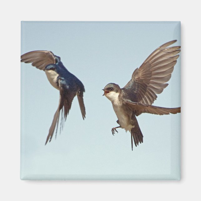 Tree Swallow Chase Magnet (Vorne)