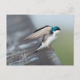 Tree Swallow Postkarte