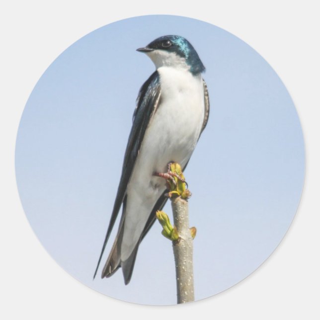 Tree Swallow Runder Aufkleber (Vorderseite)