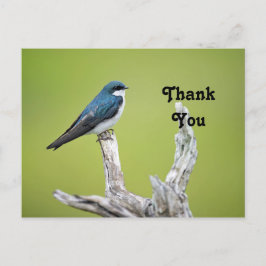 Tree Swallow Vielen Dank Postkarte