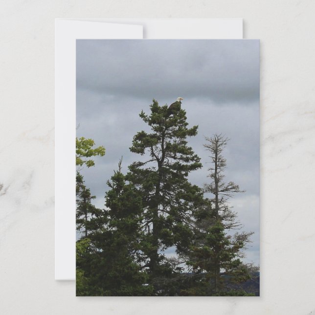 Tree Top Eagle (Vorderseite)