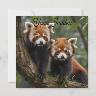 "Tree-top-Explorers: Baby Red Pandas mit Blick auf Einladung