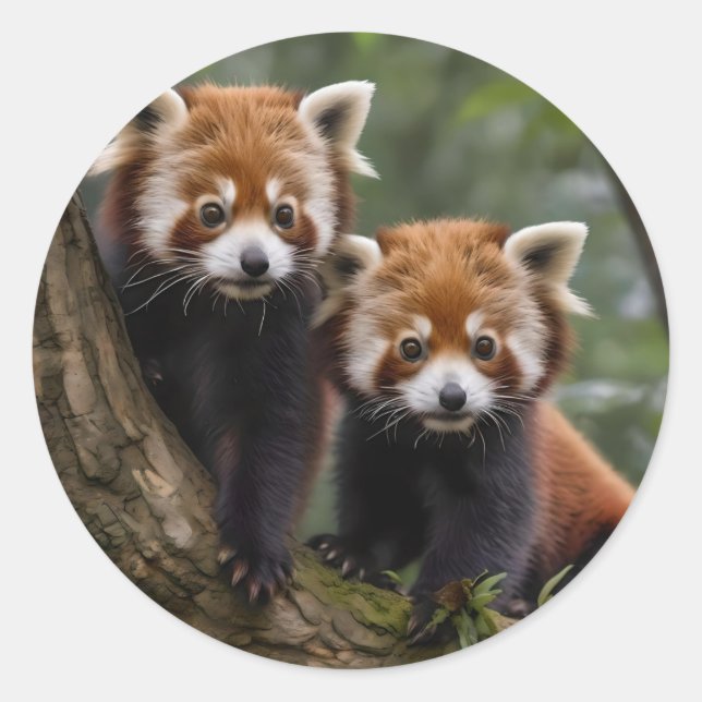 "Tree-top-Explorers: Baby Red Pandas mit Blick auf Runder Aufkleber (Vorderseite)