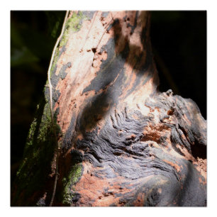 Tree Trunk Nature Barke Kunst Außenfotografie Poster