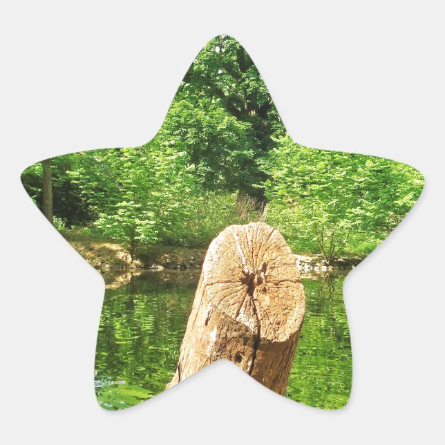Tree Trunk Nature Fotografy Lake Park Stern-Aufkleber (Vorderseite)