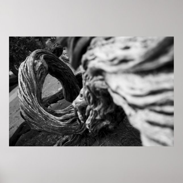 Tree Trunk Spiral B&W Fotograf - Poster (Vorne)