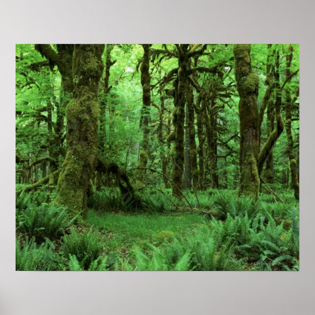 Tree Trunks und Ferns auf dem Waldboden von Olympi Poster (Vorne)