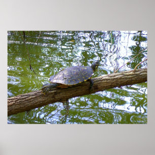 Tree Turtle Poster