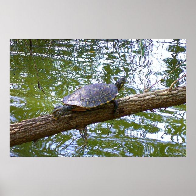 Tree Turtle Poster (Vorne)