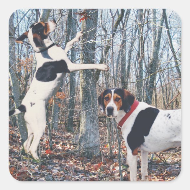 Tree Walker Coonhound Jagd Stickers (Vorderseite)
