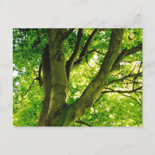 Treee Postkarte